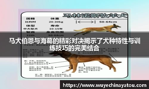 k1体育网页版